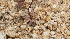 Nemacladus pinnatifidus