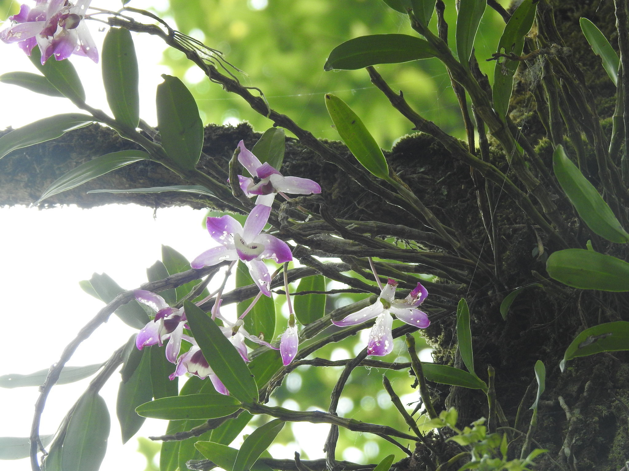 Imagem de Orquídea bambu