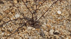 Nemacladus pinnatifidus