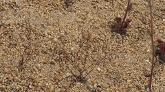 Nemacladus pinnatifidus