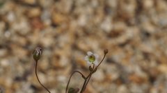 Nemacladus pinnatifidus