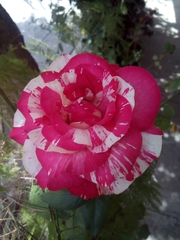 Rosa