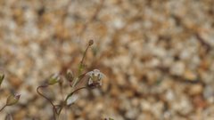 Nemacladus pinnatifidus