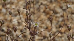 Nemacladus pinnatifidus