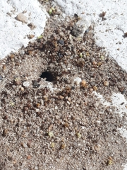 Tetramorium sericeiventre