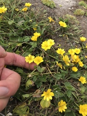 Ranunculus californicus cuneatus