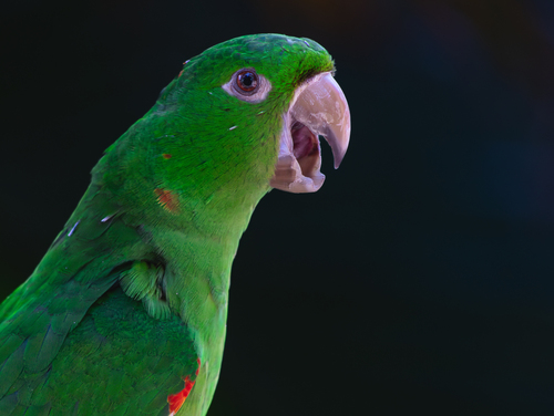 White-eyed Parakeet (Psittacara leucophthalmus), photo 10