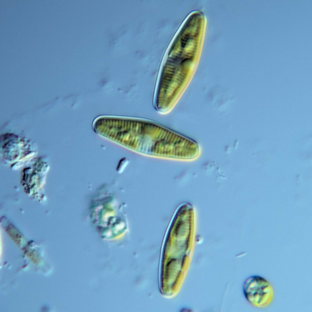 Planothidium
