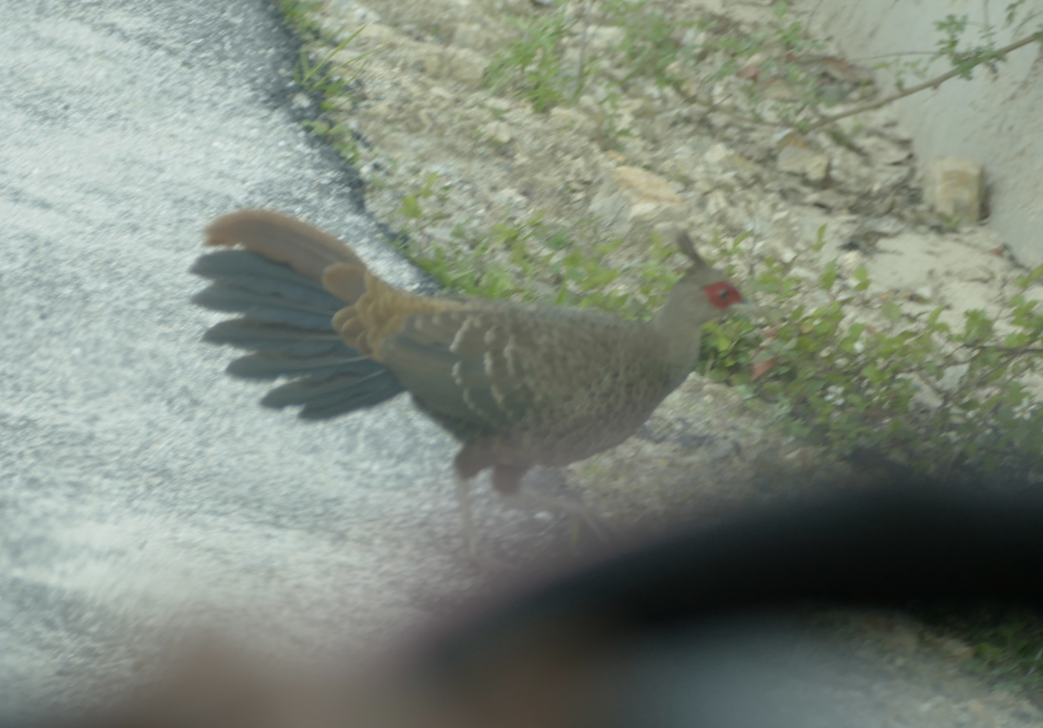 Kalij Pheasant