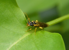 Pamphiliidae