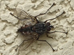 Diptera