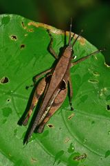 Xiphiola cyanoptera