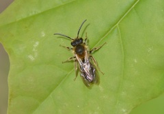 Andrena haemorrhoa