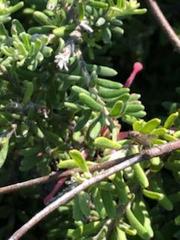 Magnoliopsida