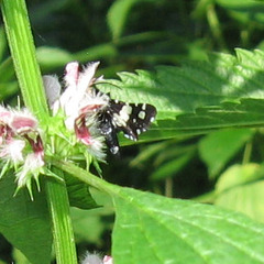 Pseudothyris sepulchralis