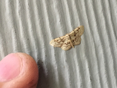 Idaea micropterata