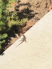 Sceloporus occidentalis