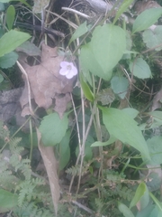 Claytonia caroliniana