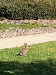 Sylvilagus audubonii