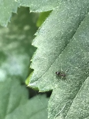 Prenolepis imparis