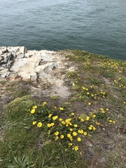 Ranunculus californicus cuneatus