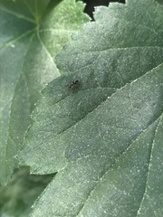 Prenolepis imparis