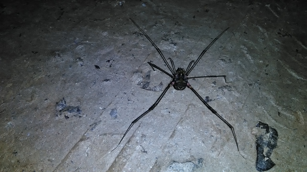 daddy longlegs