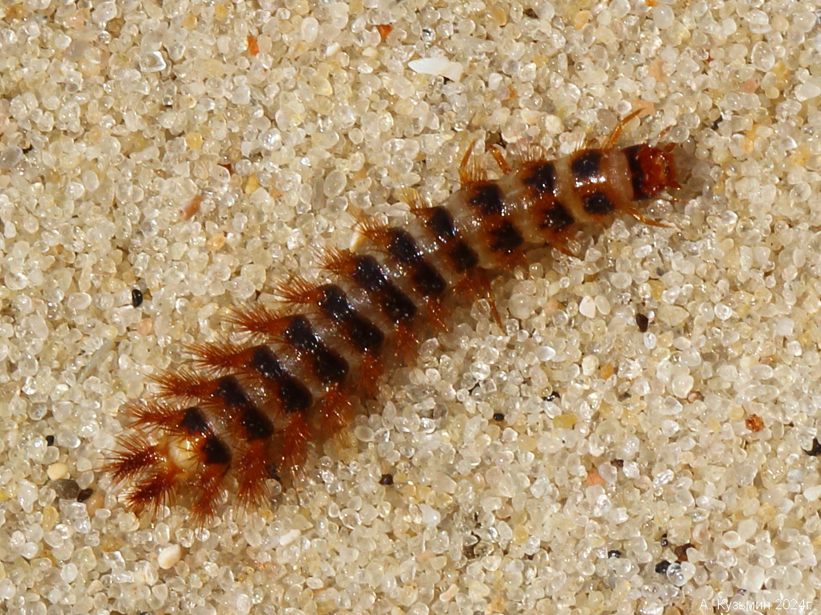 Щелкун Drilus concolor