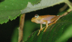 Boophis pyrrhus