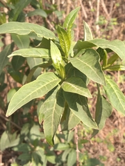 Cestrum anagyris