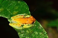 Dendropsophus rhodopeplus
