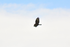 Buteo buteo