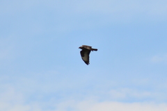Buteo buteo