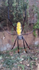 Trichonephila inaurata madagascariensis
