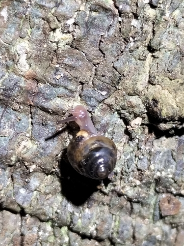 Sitala normalis observed 2024-04-27