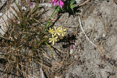 Triteleia ixioides anilina