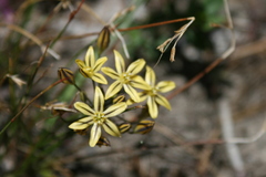 Triteleia ixioides anilina