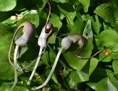 Arisarum proboscideum