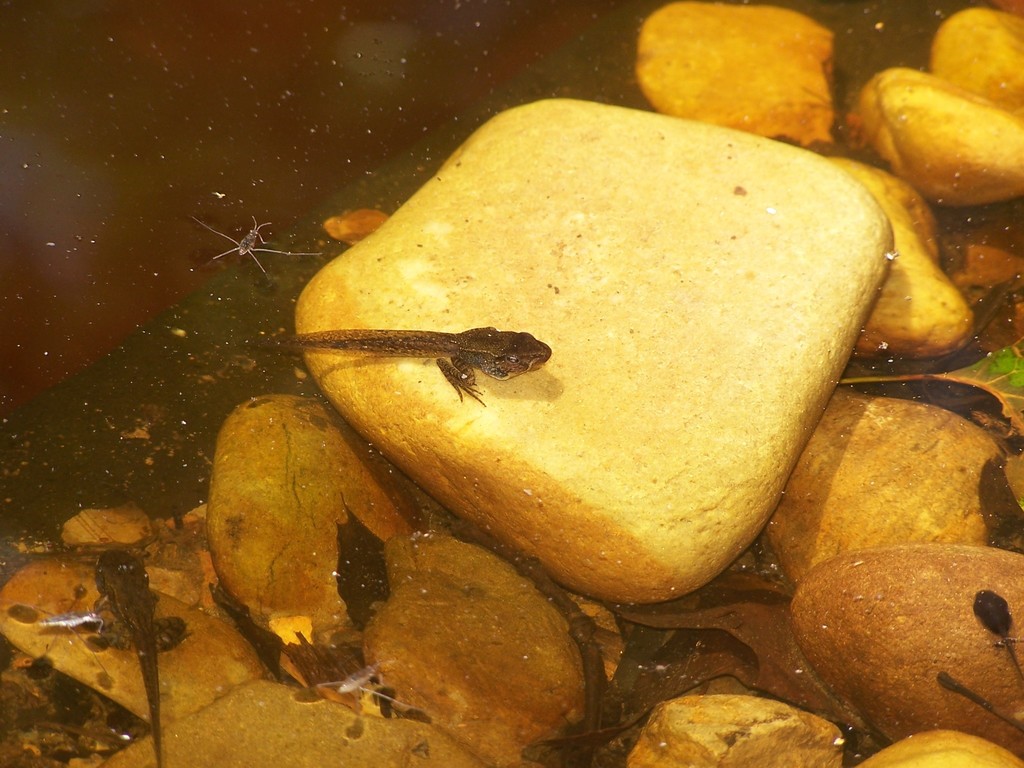 Wood Frog from Walker Nature Center on May 29, 2012 at 0143 PM by Ken