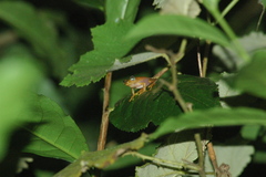 Boophis pyrrhus