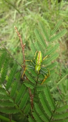 Peucetia madagascariensis