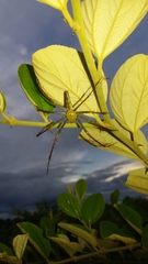 Peucetia madagascariensis