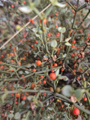 Image of Viscum rotundifolium by (c) Thuli Jaca, some rights reserved (CC BY)