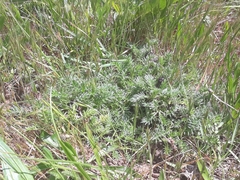 Acaena pinnatifida californica