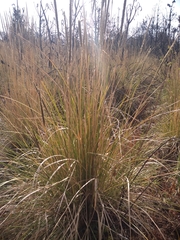 Muhlenbergia macroura