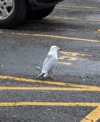 Larus delawarensis