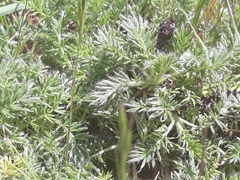 Acaena pinnatifida californica