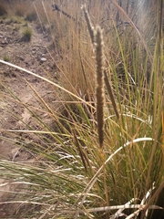Muhlenbergia macroura
