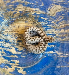 Crotalus pricei