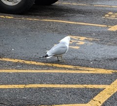 Larus delawarensis